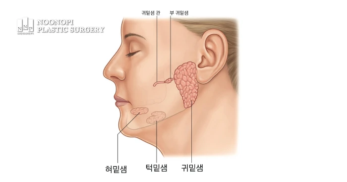 얼굴의 주요 침샘(귀밑샘, 턱밑샘, 혀밑샘) 위치를 보여주는 일러스트