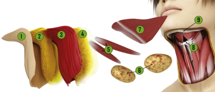 颈部分层解剖结构