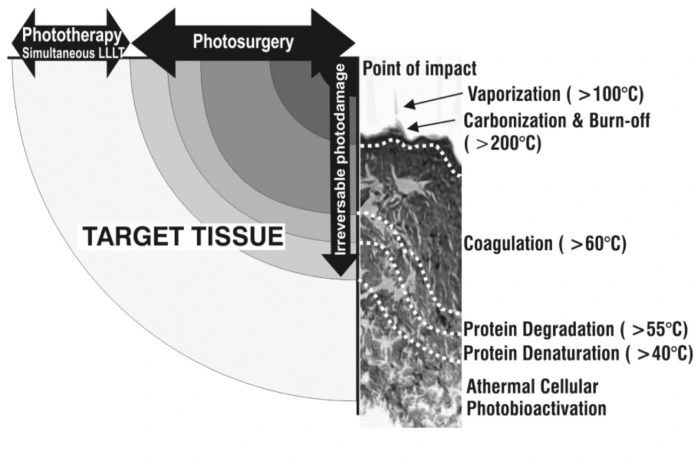 温度依赖性生物反应区（参考）