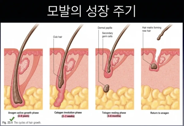 모발의 성장 주기