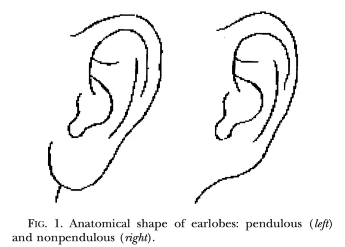 earlobe aesthetics