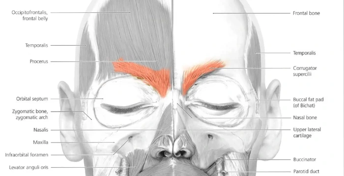 frowning muscle anatomy