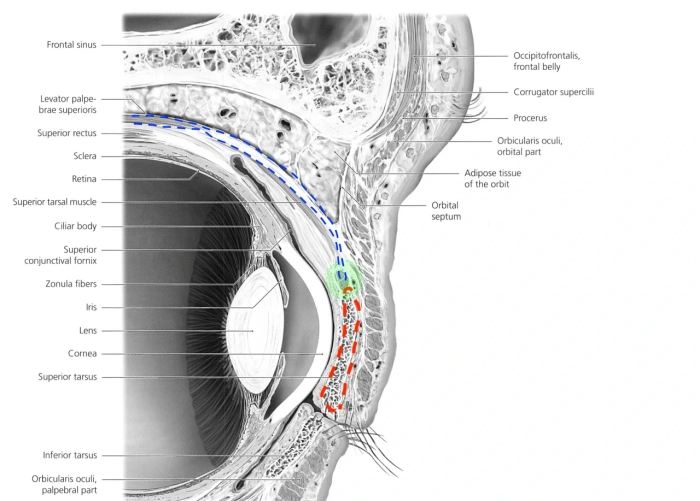 老年患者眼睑下垂的原因