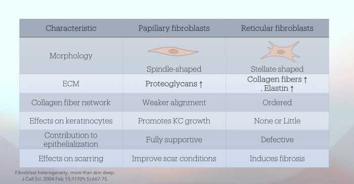 papillary fibroblast vs reticular fibroblast