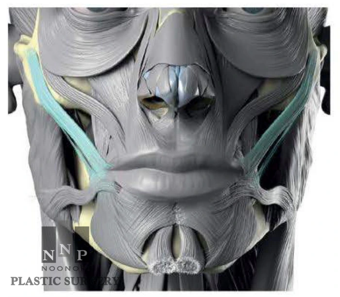 zygomaticus major muscle