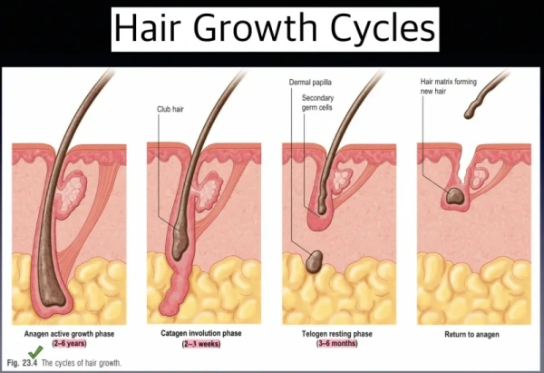 Hair growth cycle