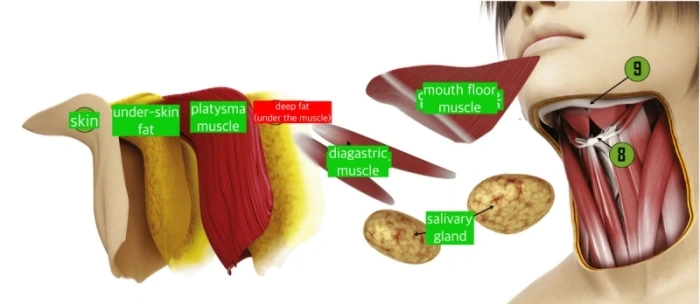 تشريح الرقبة