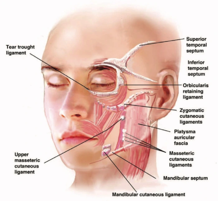 facial retaining ligament