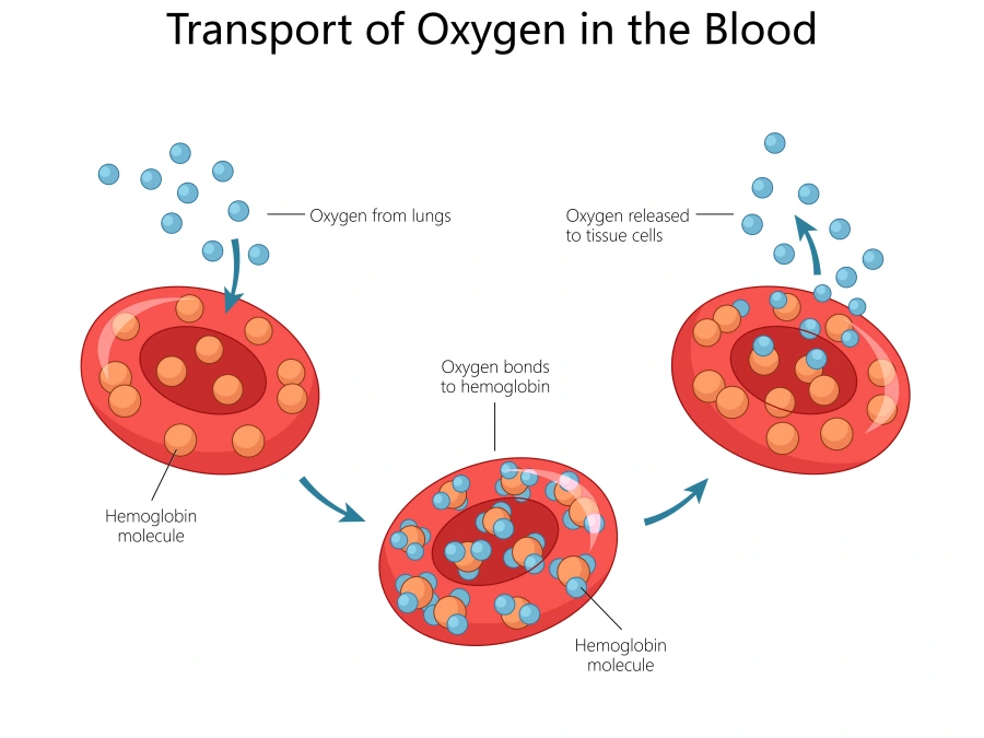 hyperbaric oxygen treatment mechanism