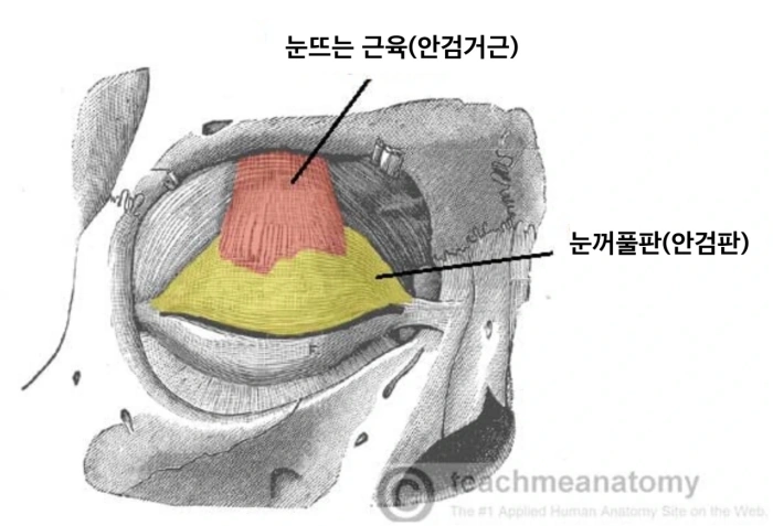 안검판과 안검거근의 관계