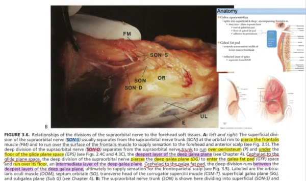 眉间肌与神经解剖结构