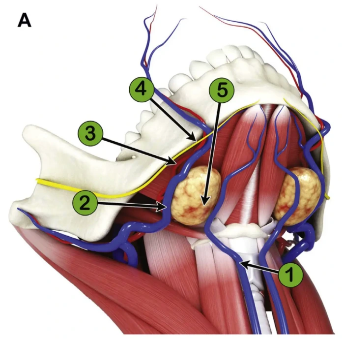 submandibular gland and vessels