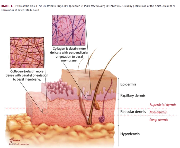Cross-section of human skin layers: Papillary vs Reticular dermis