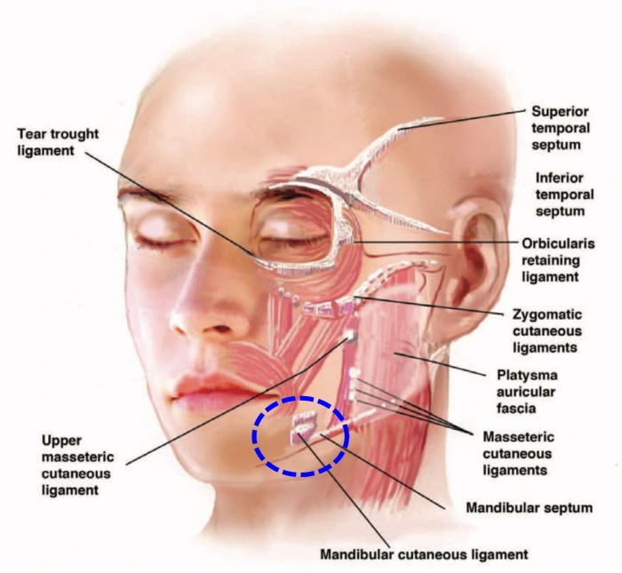 mandibular ligament