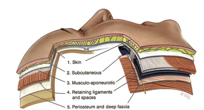 الطبقات الخمس للوجه