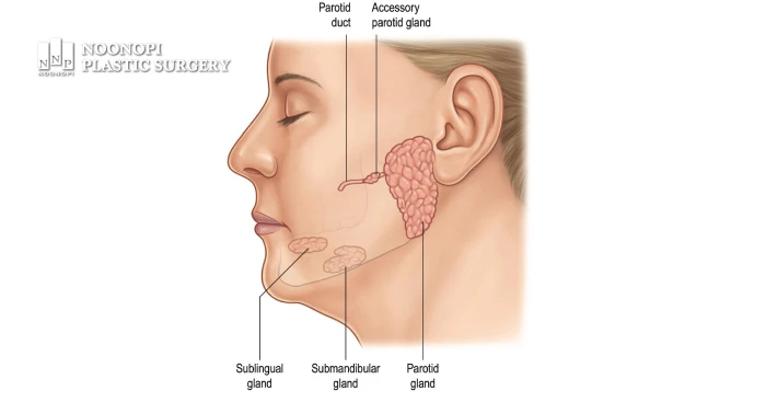 Illustration of the various salivary glands in the face