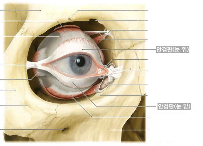 تشريح غضروف الجفن، القدم